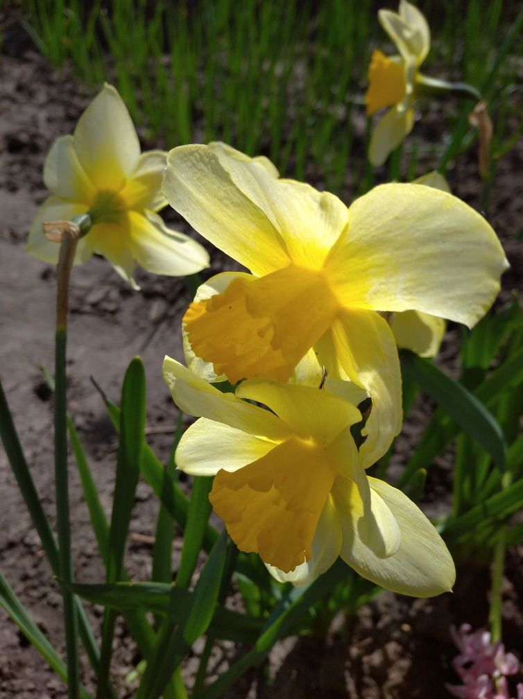 Нарциси  садові жовті