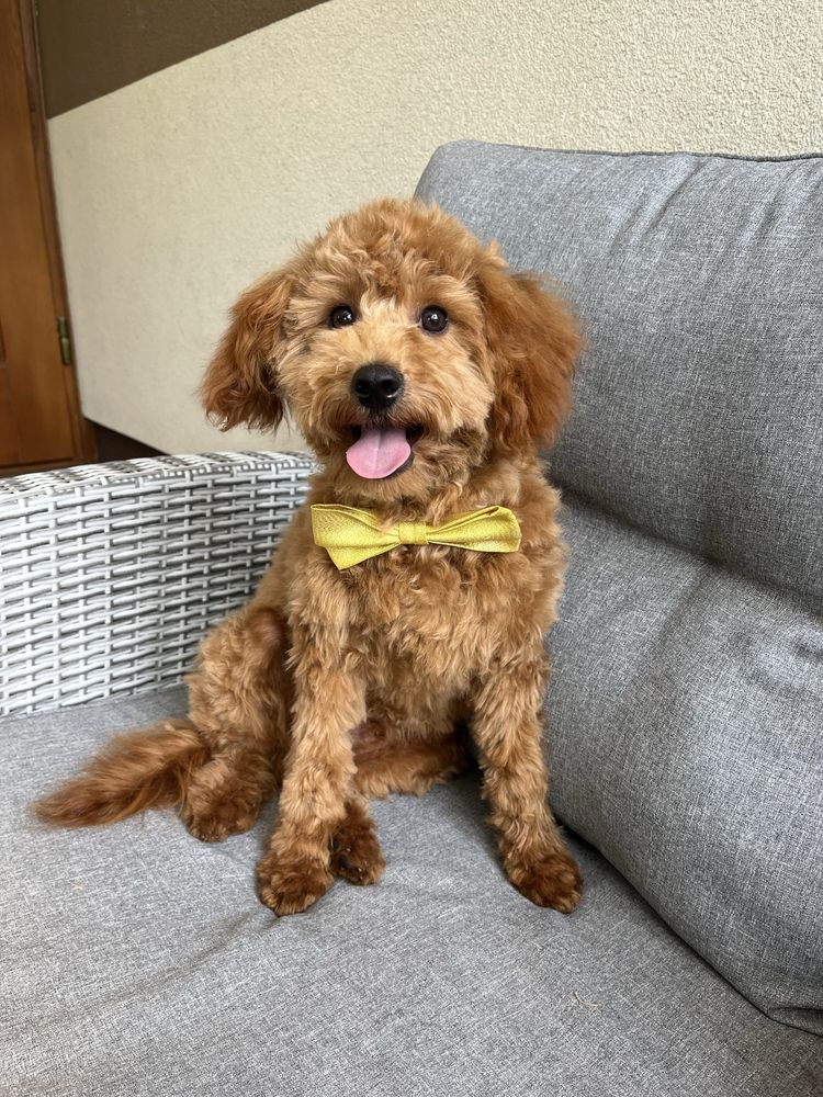 Cavapoo czerwony piesek do odbioru