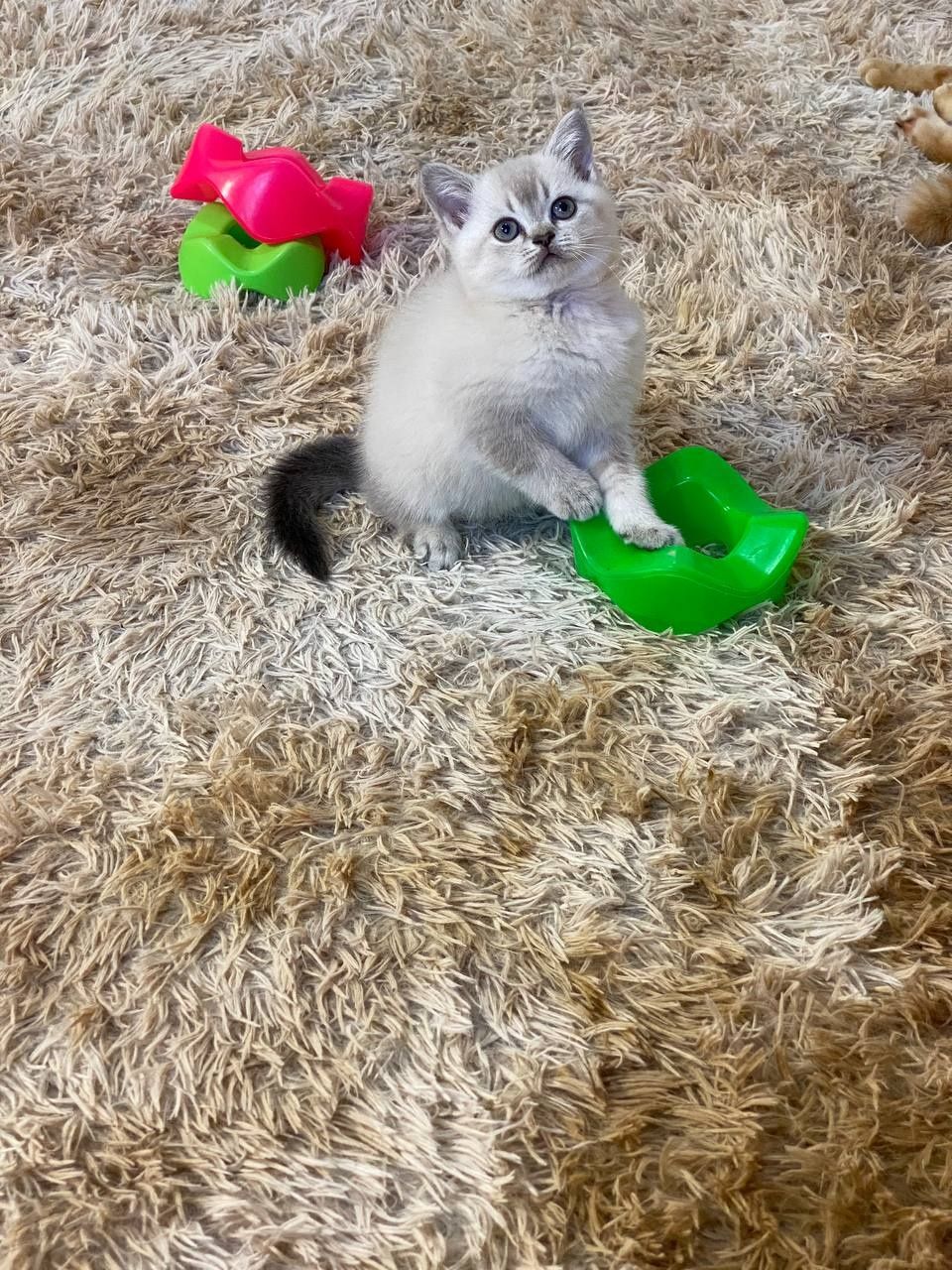 Продам кошенят шотландської породи