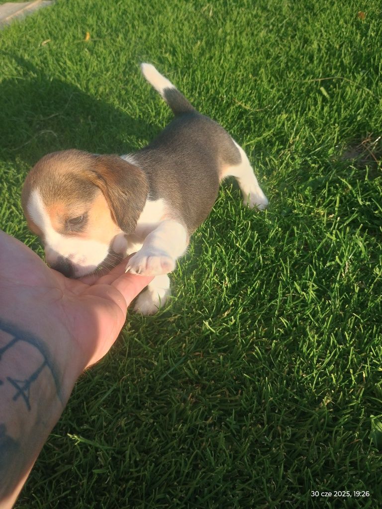 Szczeniak Beagle