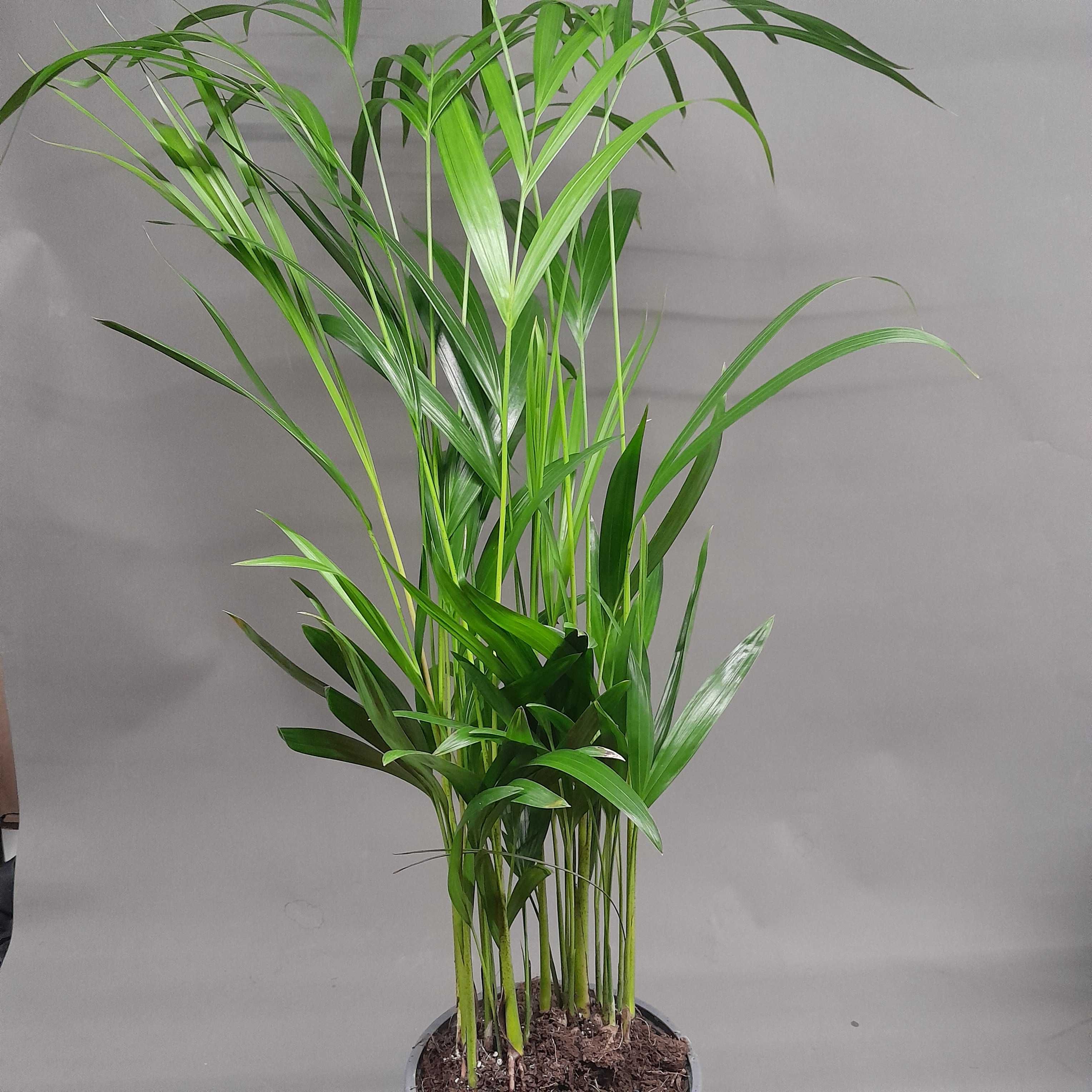 Palma Areca Dypsis oczyszcza powietrze 80cm