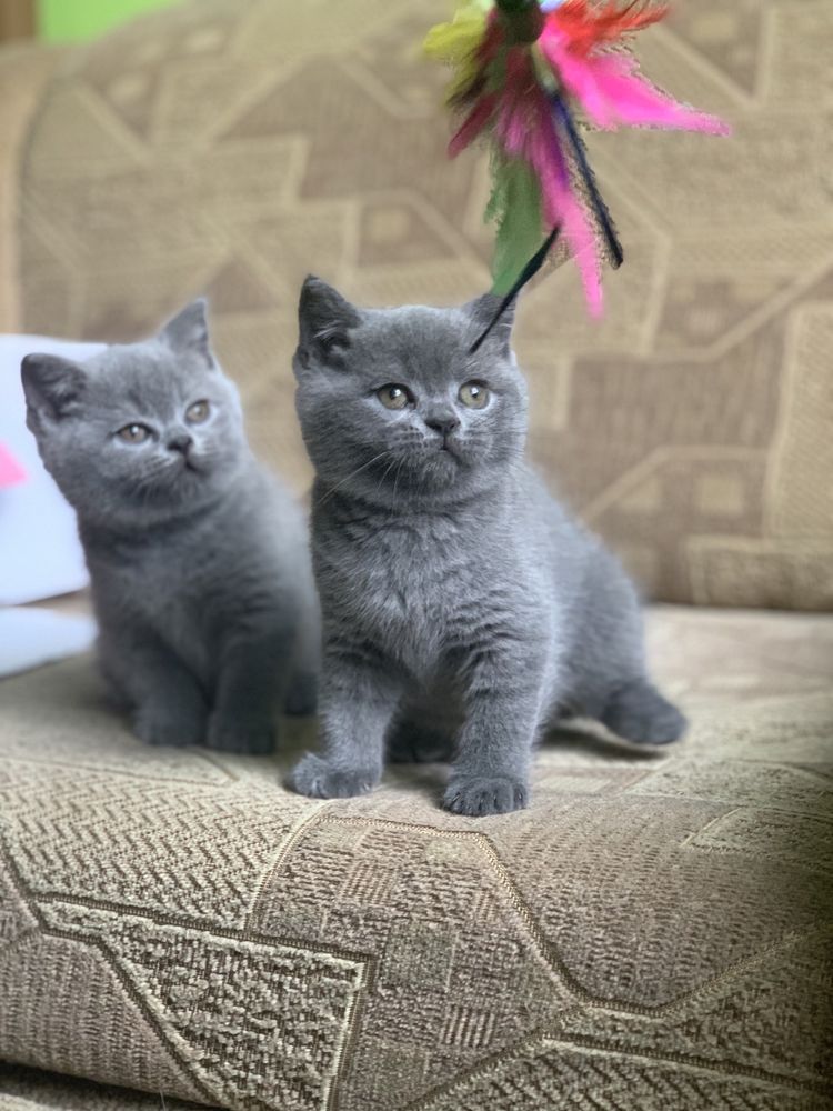 Koty brytyskie niebieskie