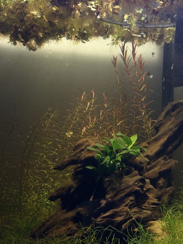 Rotala Rotundifolia Blood Red e Green