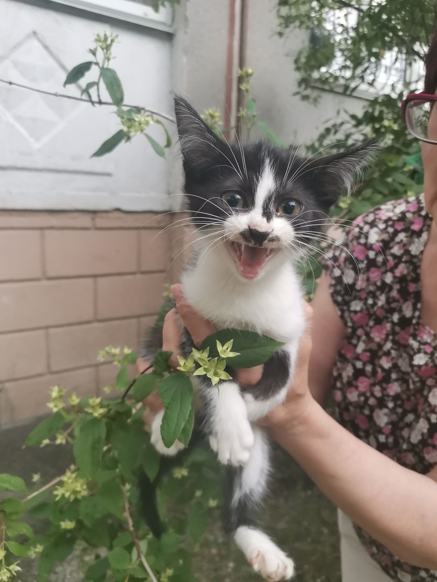 Котик в Добрі ручки