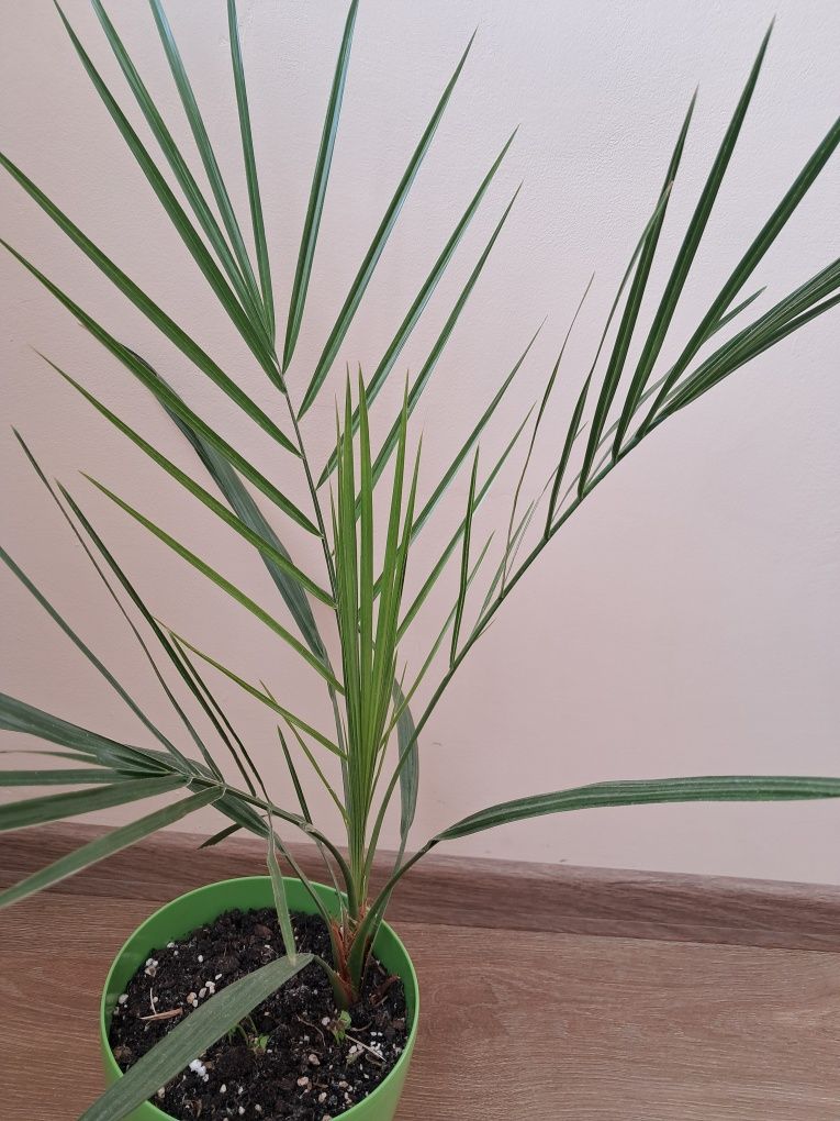 Figa figowiec duży kawa bonsai unikat