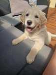 Golden retriever suczka