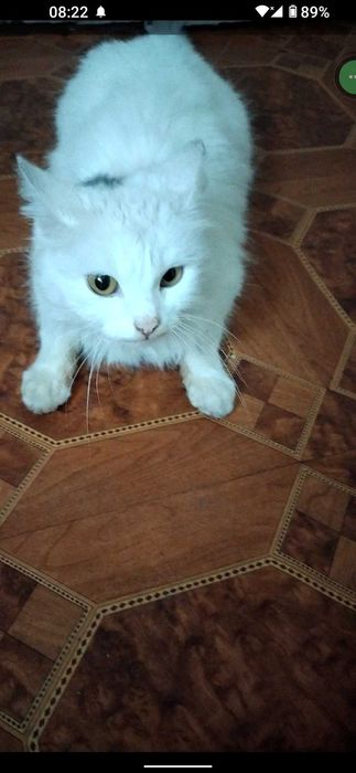 Продам не дорого