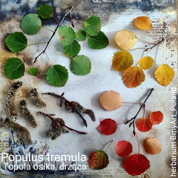 20 gat zielnik mix 2025 na bloku z opisami