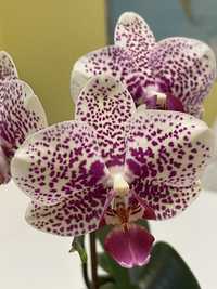 Орхідея СанБьюті, орхидея Сан Бьюти, phal. Sun Beauty