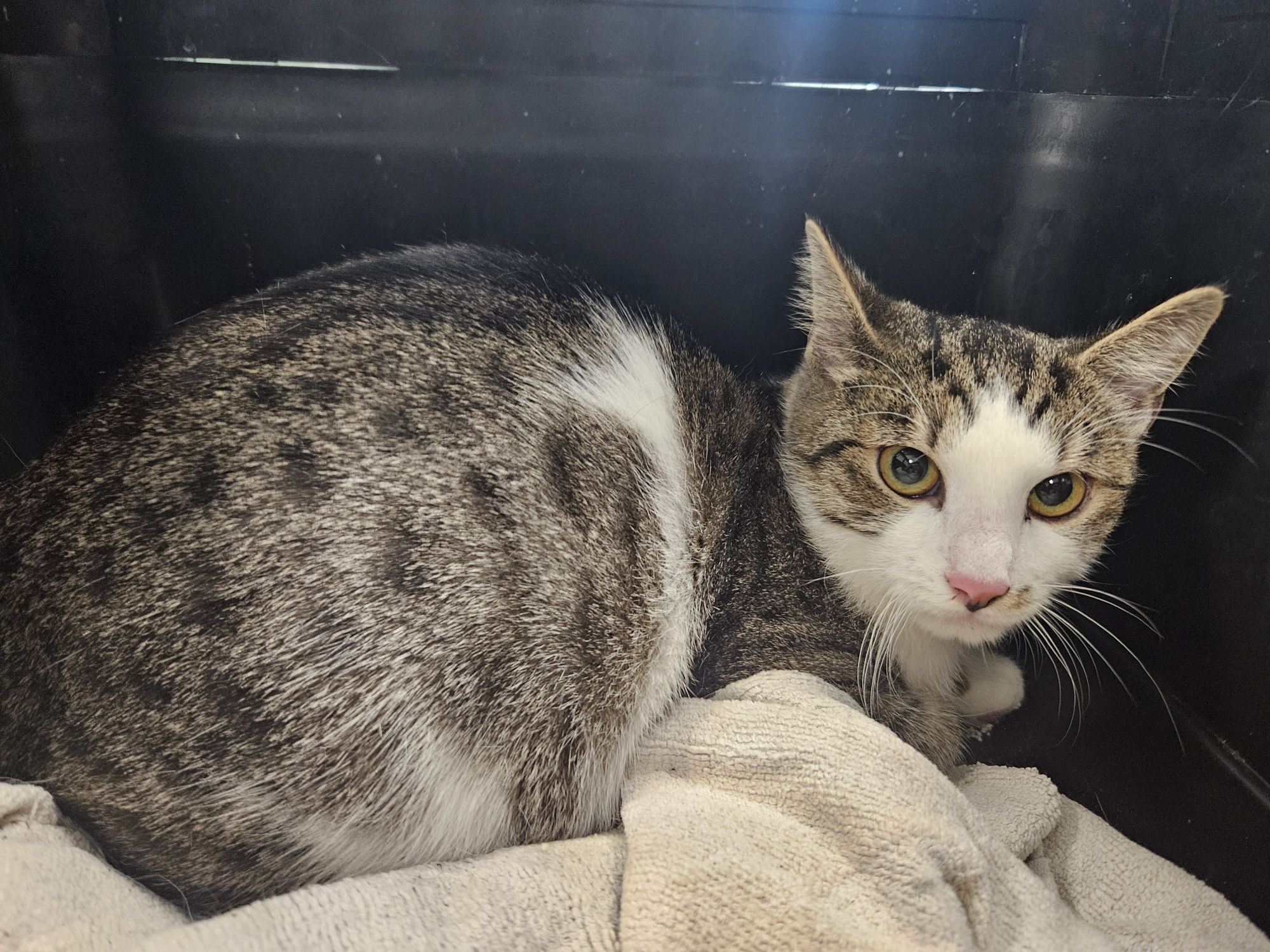 Kot kocurek do adopcji ok 8 miesięcy