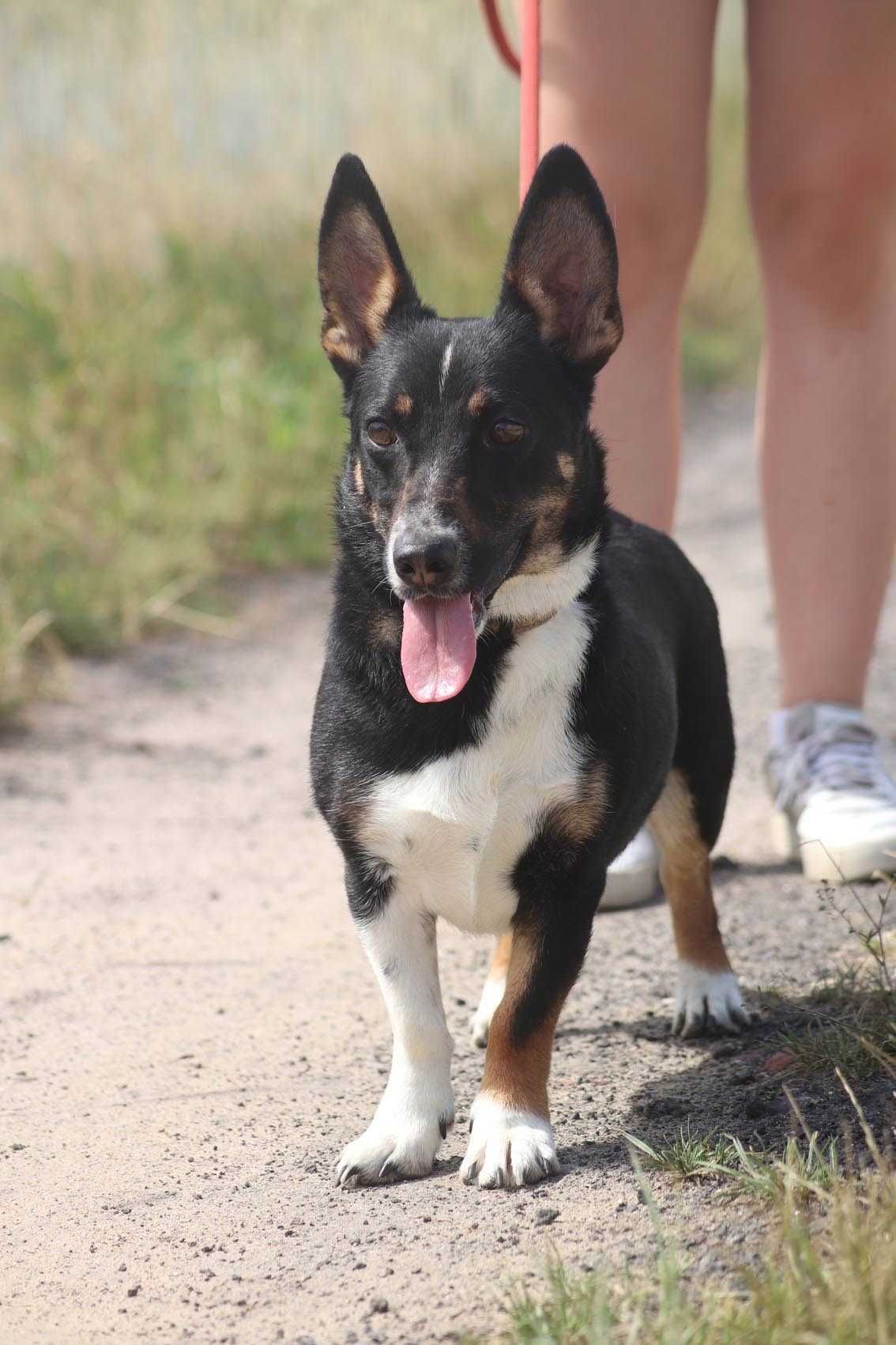 Radar wesoły psiak szuka domu