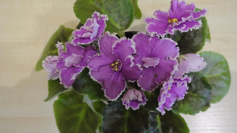 Продам фиалку "РОСКОШНЫЕ РЮШИ"