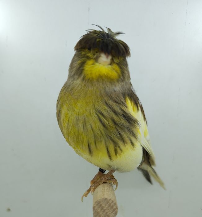 Kanarek kanarki gloster samica