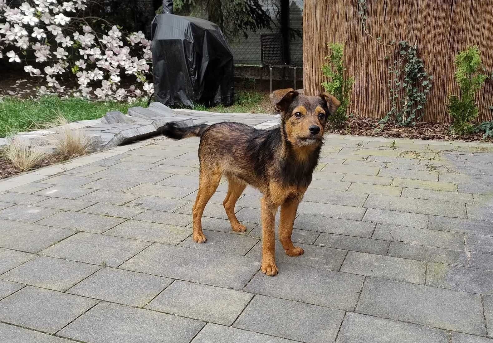 Choco - malutki, 7 miesięczny szczeniak w typie teriera szuka domku