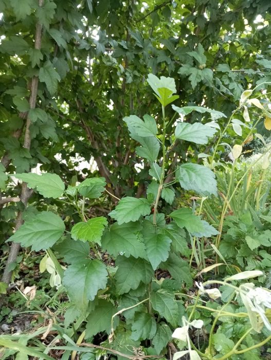 Продам саженцы гибискуса.,2 вида.