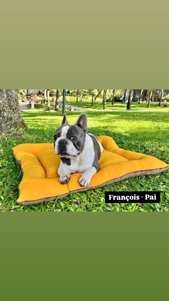 Buldogue Francês Blue