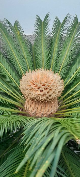 Planta de exterior Cyca