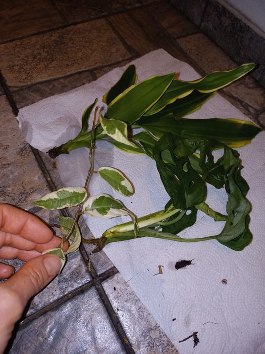 Zestaw roślin do terrarium