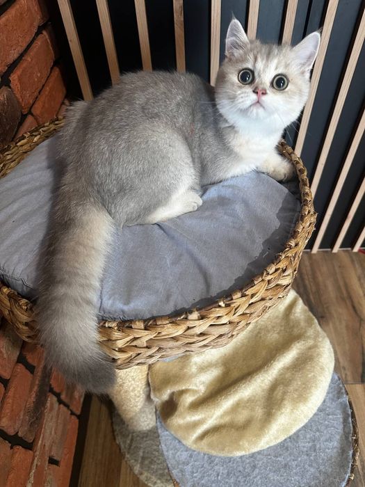 Kot. Brytyjska złota szynszyla w kolorze ay 11