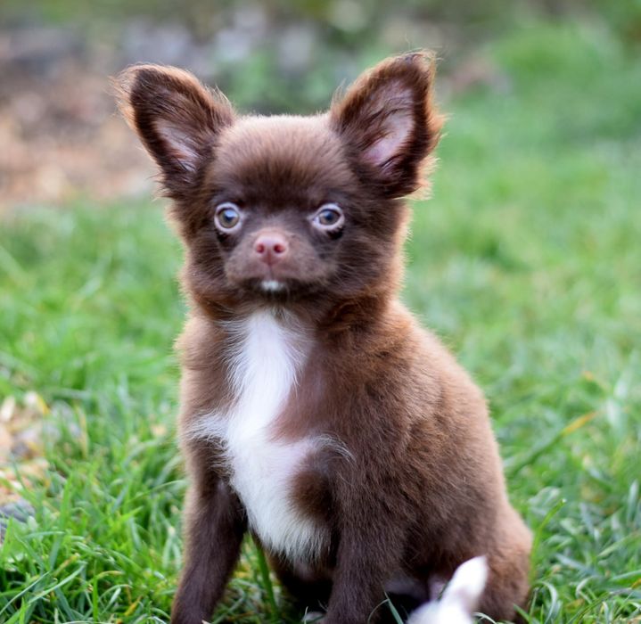 Довгошерстна дівчинка чихуахуа