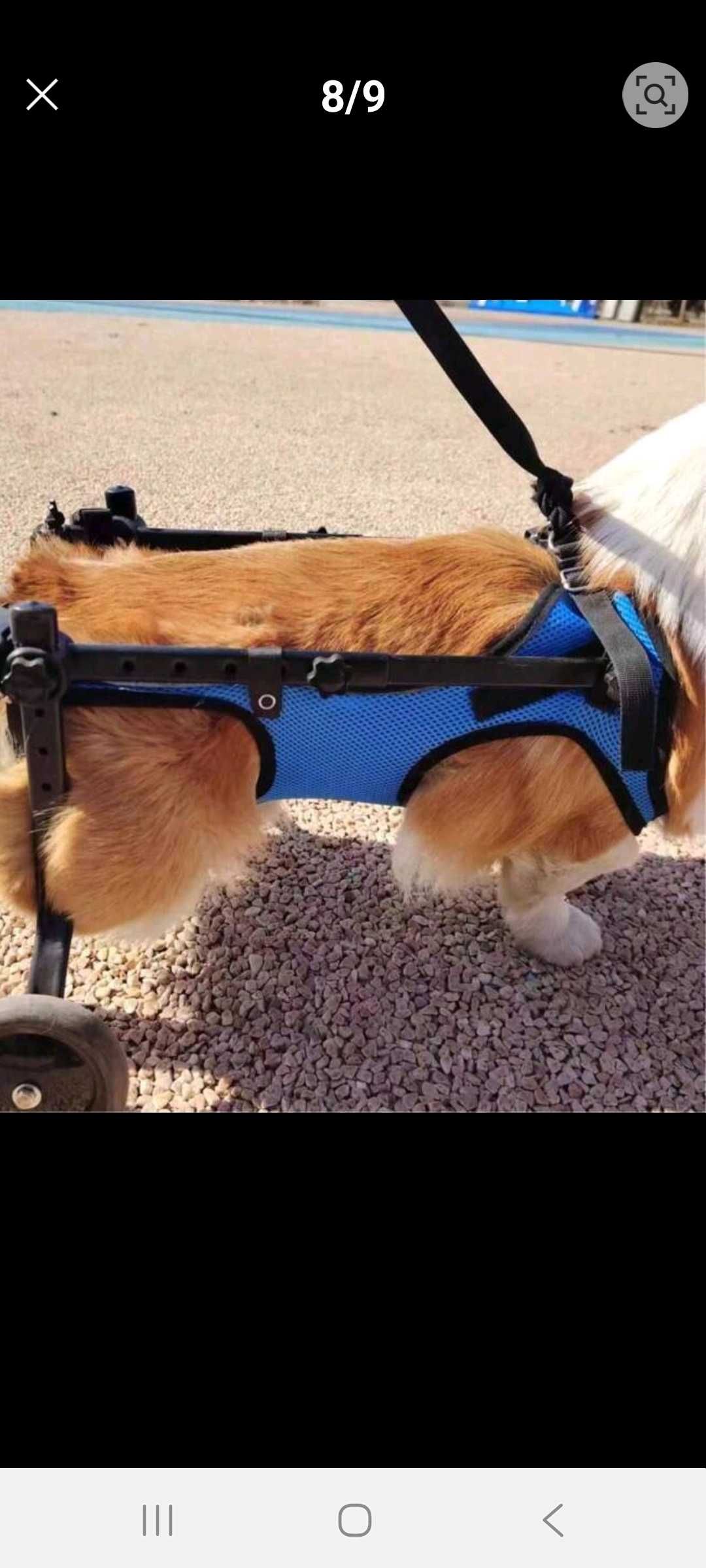 Carrinho de rodas para cães