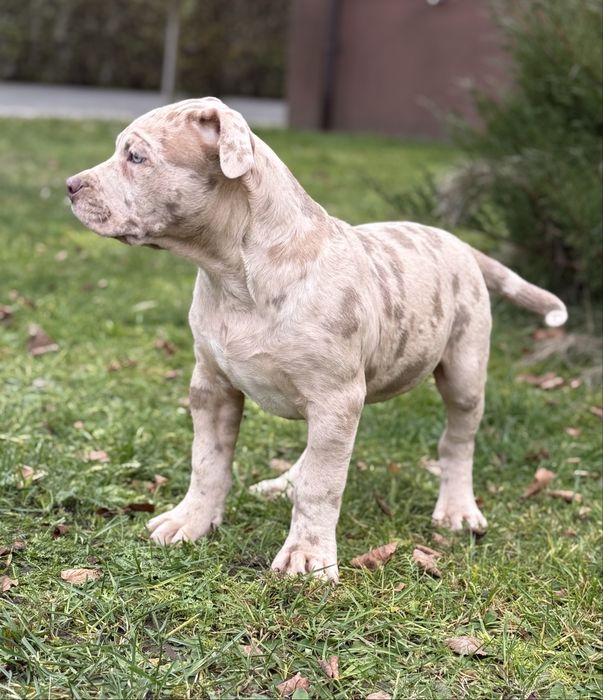 American Bully XL