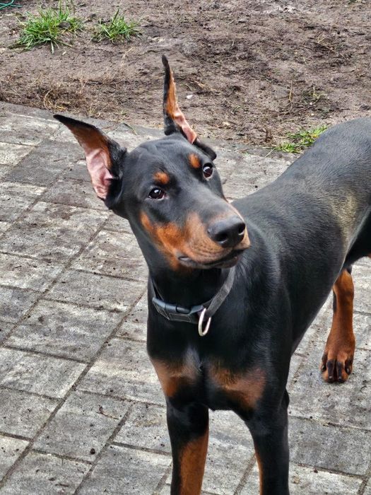 Doberman Europejski FCI !!! Potężna postawa! Mocne geny !