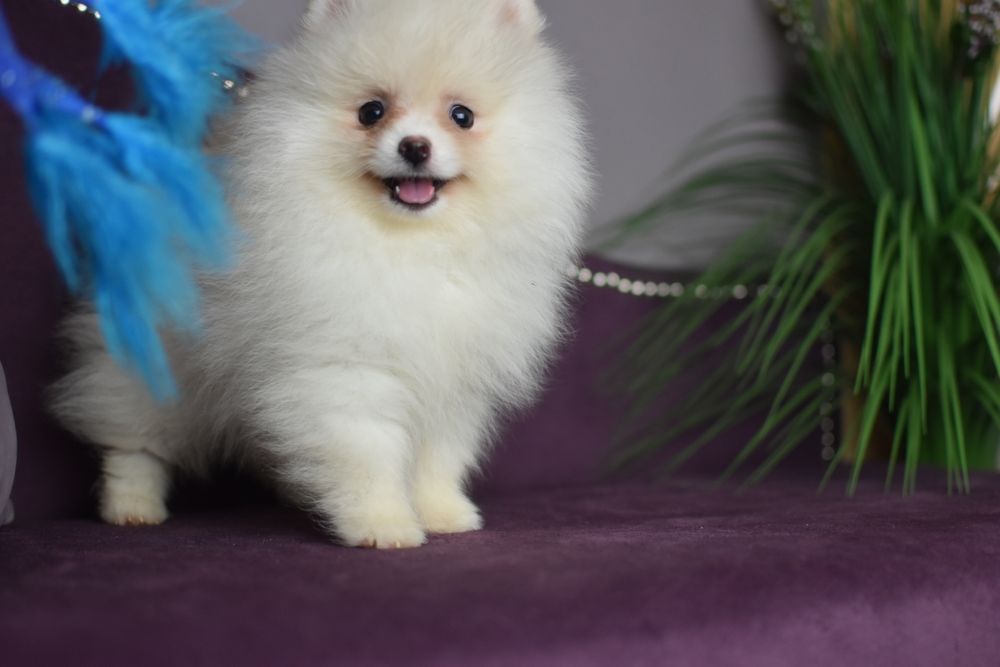 Дві Сестрички померанчики