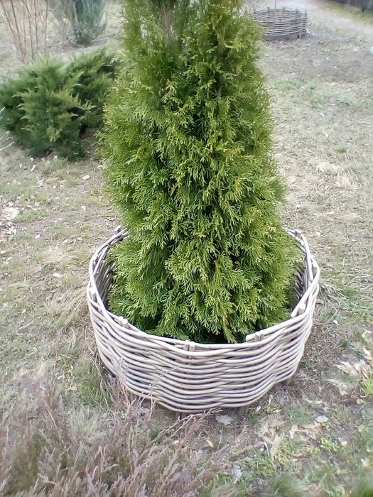 Тин. Плетений забор.75грн.секция