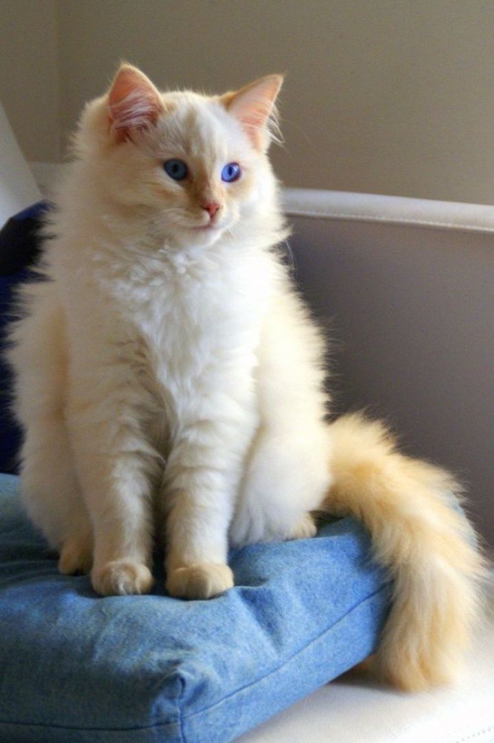 Котик, Невский маскарадный, окрас Ред Поинт, 1,5 года.
