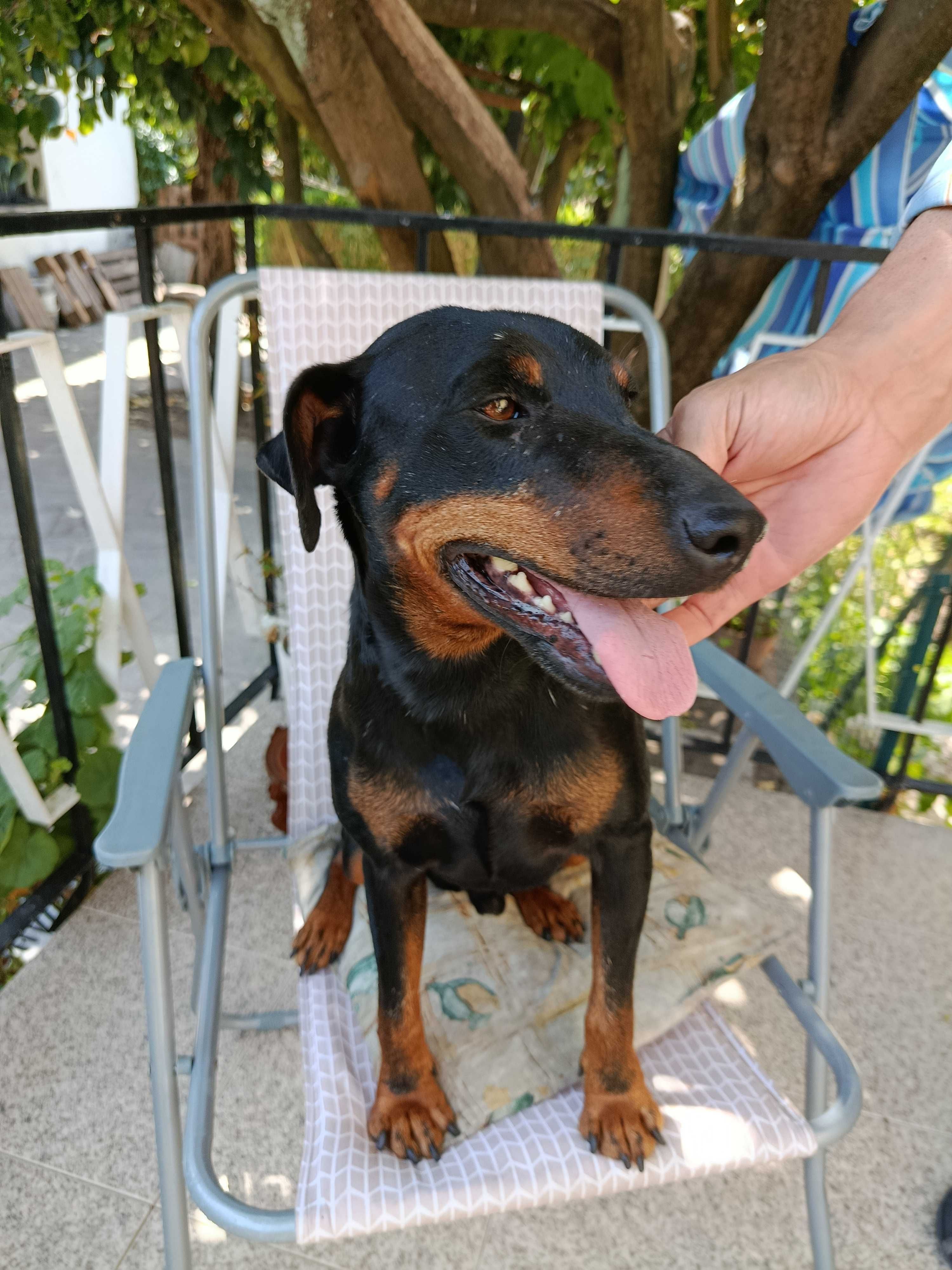 Cachorro Jagd Terrier