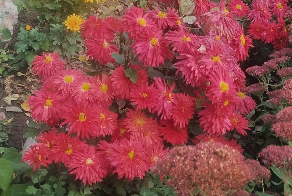 Шаровидні та корейські хризантеми.