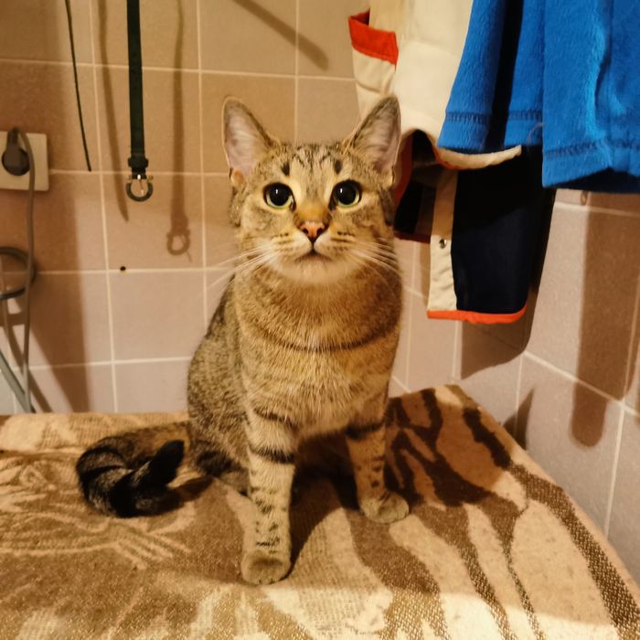 Młody kot kotek szuka domu