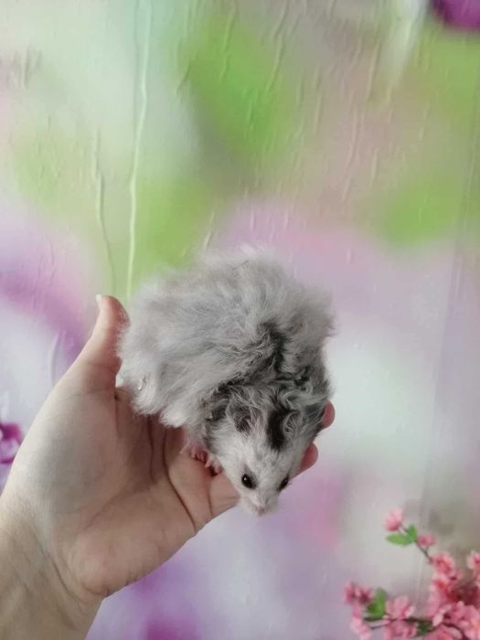 Chomik syryjski, chomiki syryjskie oswojone