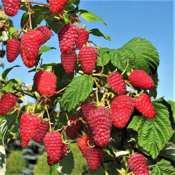 Саджанці малини до осінні