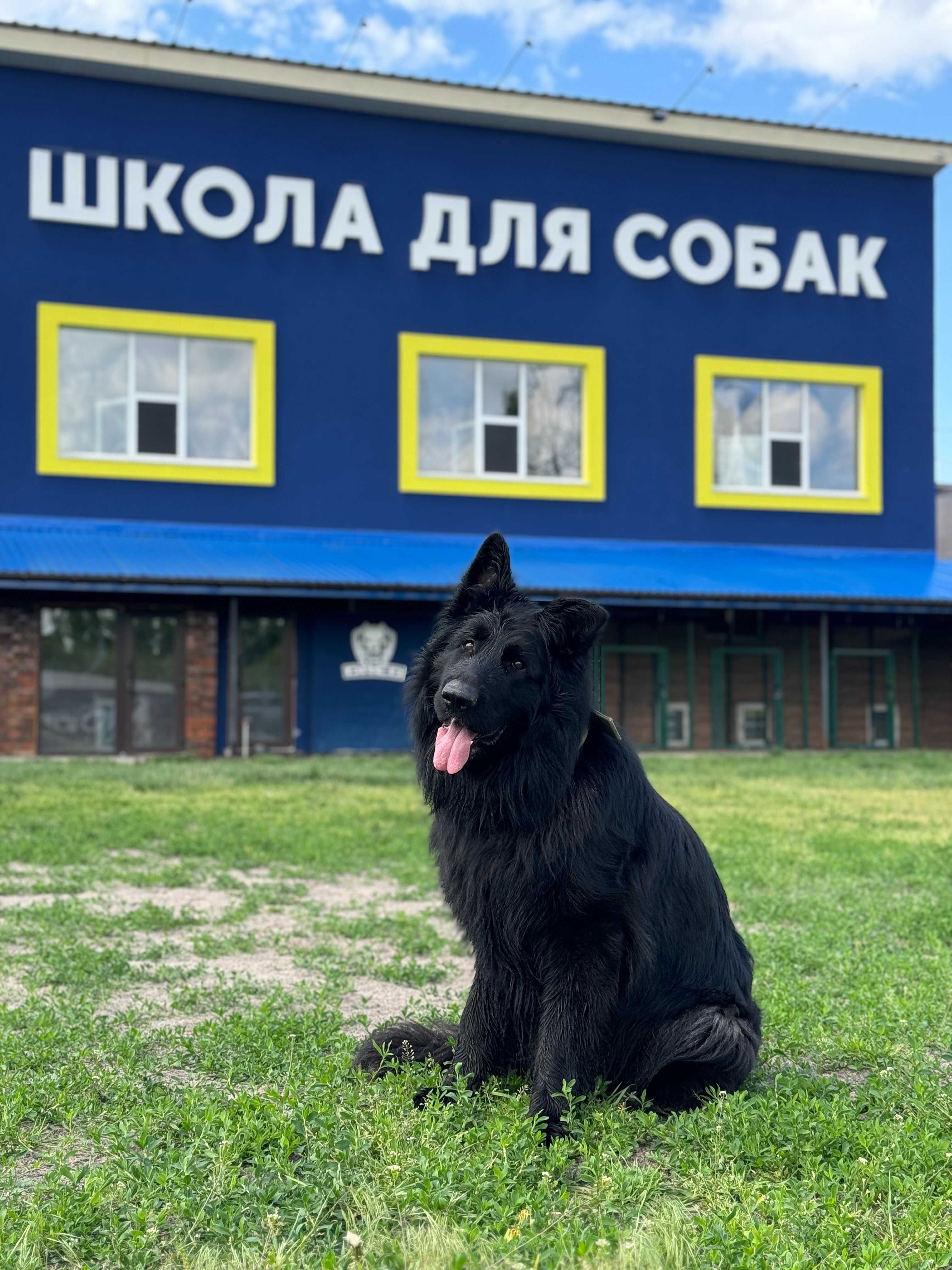 Школа Дресирування навчання Собак Біла Церква з проживанням Кінолог
