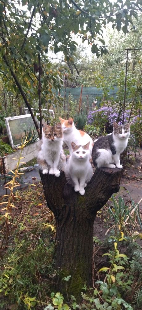 Молоді котики, кошенята, кішечки шукають люблячу родину. Дачні! Зима..