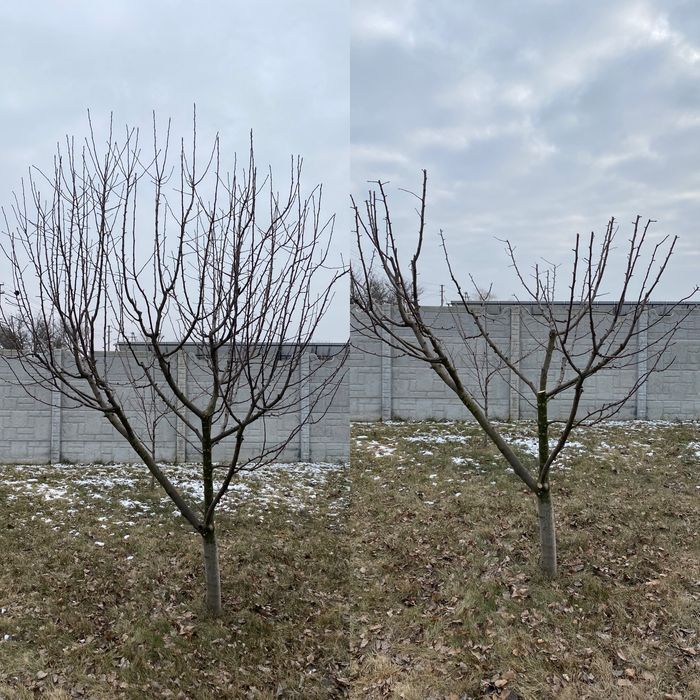 Профессиональная обрезка фруктовых деревьев,а так же любых других