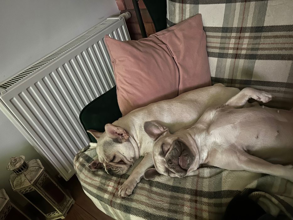 Domowa  opieka nad psami