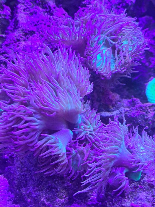 Duncanopsammia axifuga koralowiec morskie