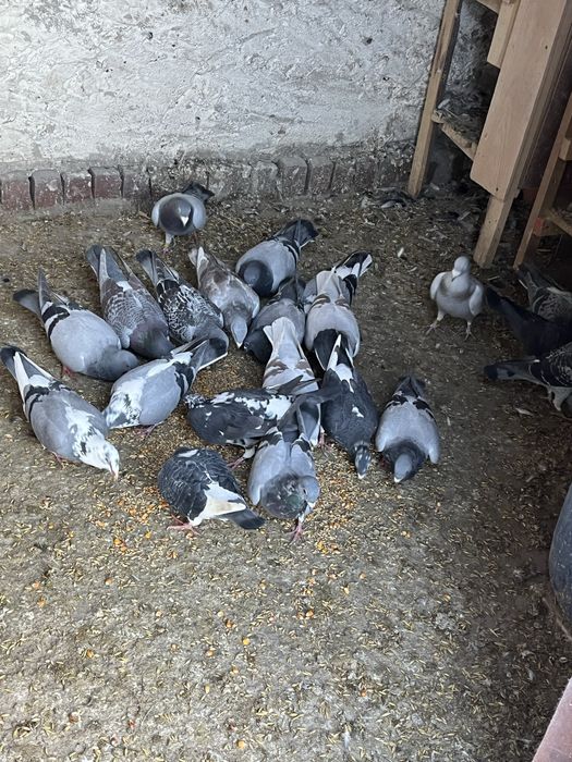 Sprzedam gołebie pocztowe