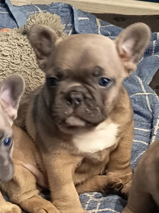 Buldog francuski-piesek