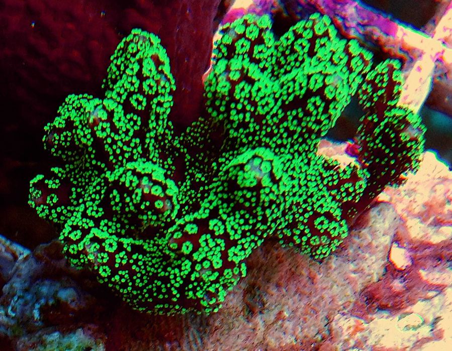 Seriatopora caliendrum, hystrix
