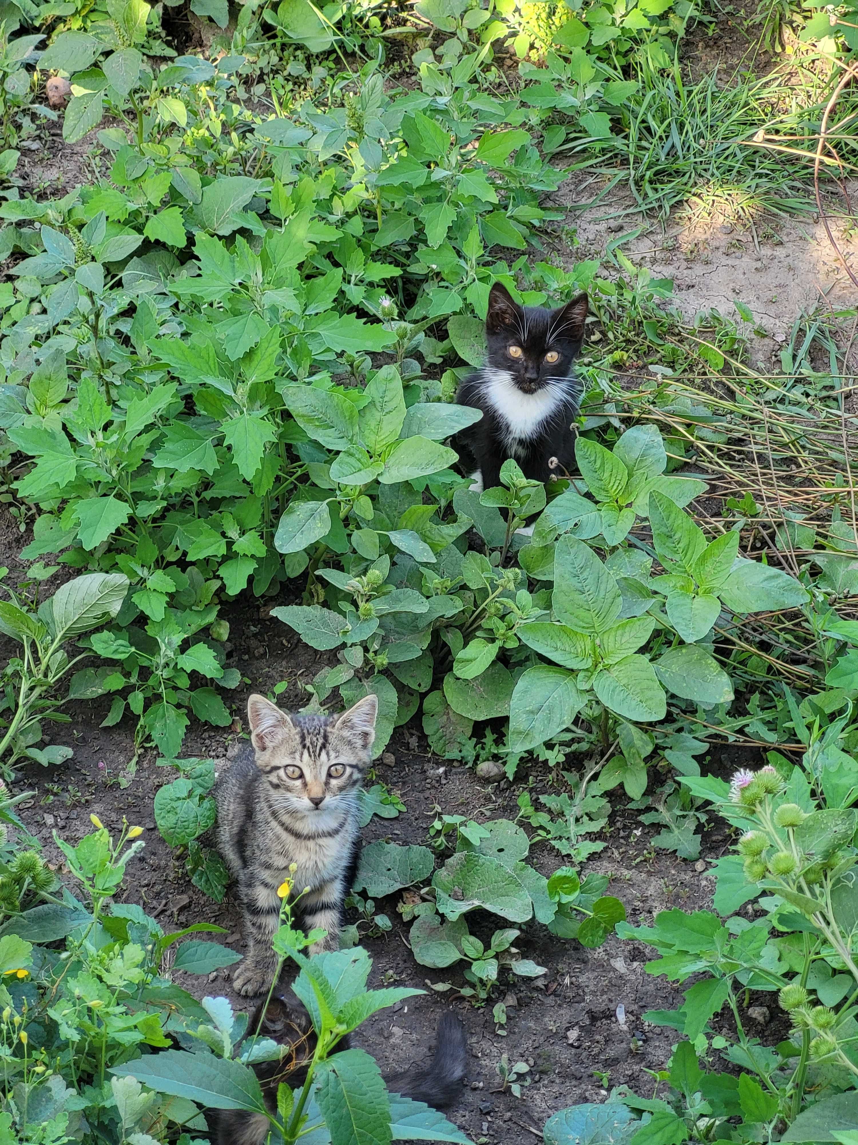 Котята ищут дом, отдам в хорошие руки