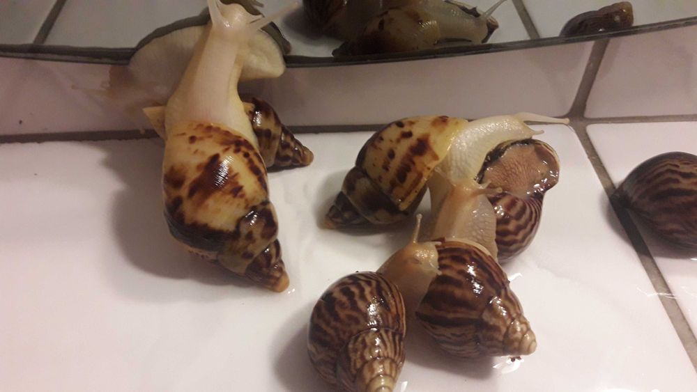 Ślimaki lissachatina reticulata albino body