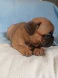 Bulldog frances RED Fawn baixinho perna curta