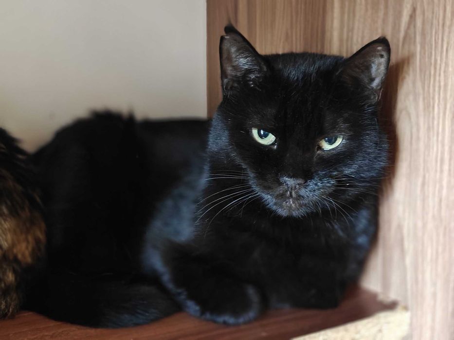 Стильна чорна пантерка кішка Мока 4 роки буде найвдячнішою, дайте шанс