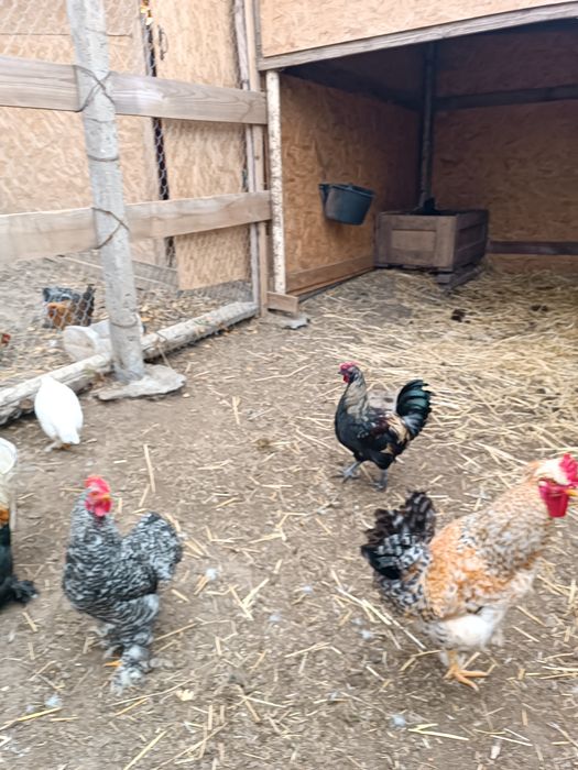 Продам породних півнів