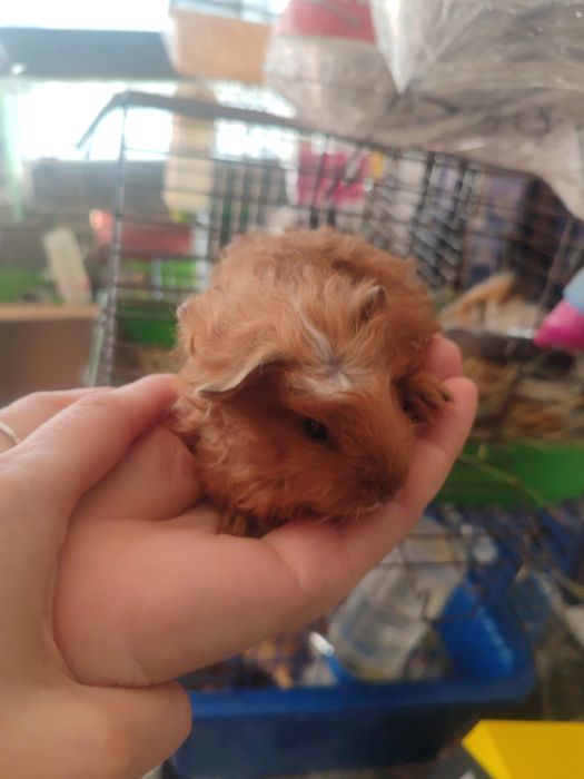 Морские свинки разные породы