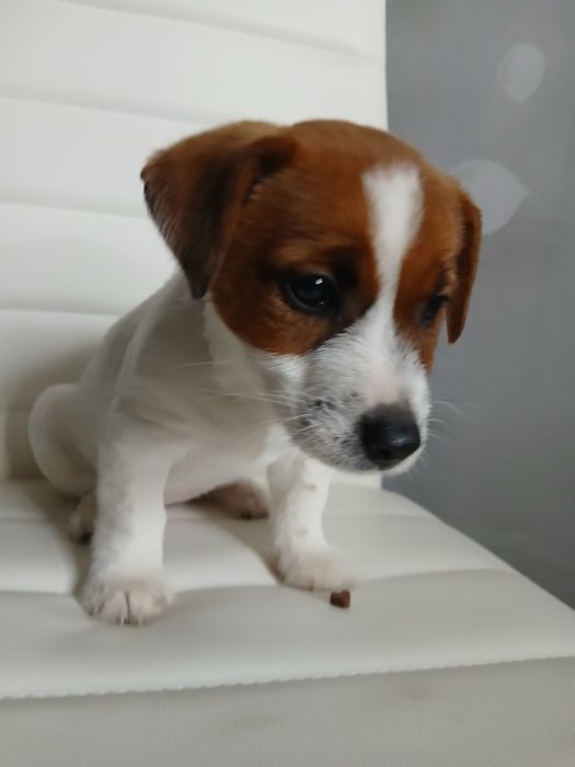 JACK RUSSEL Terrier Piękny